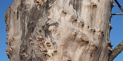 Anne Burgess / A Gnarled Tree Trunk