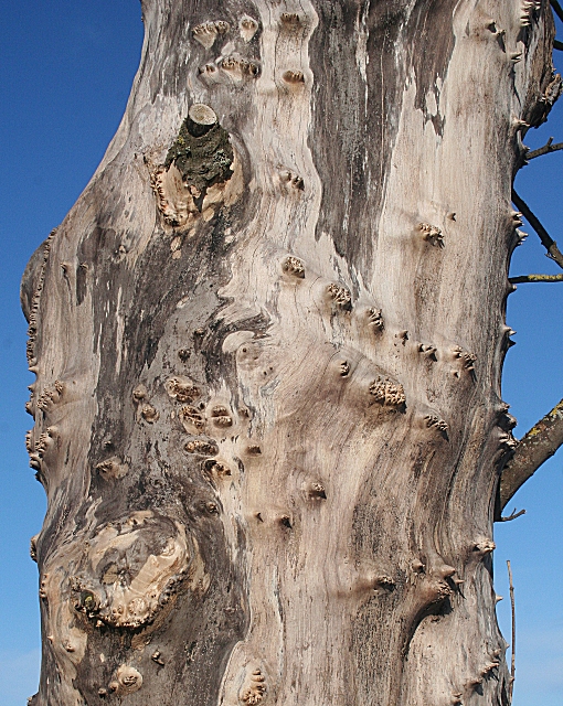 Anne Burgess / A Gnarled Tree Trunk