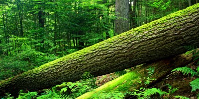 Nicholas_T, CC0, via Wikimedia Commons